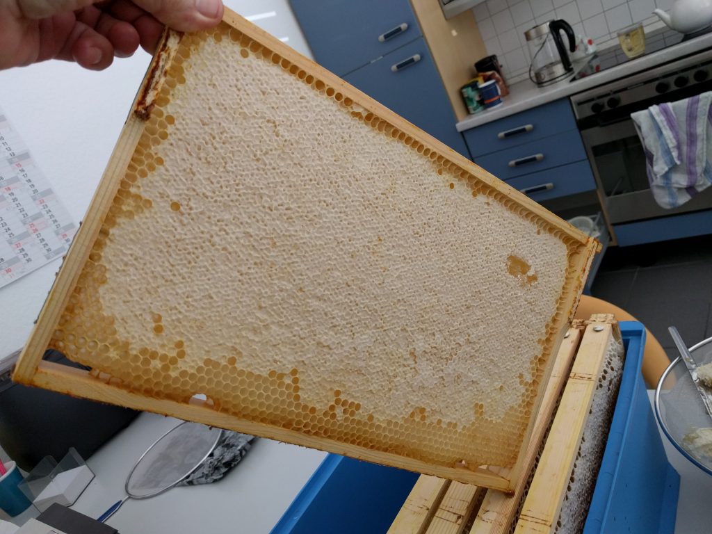 Nahaufnahme eines Bienenstocks bei IEM
