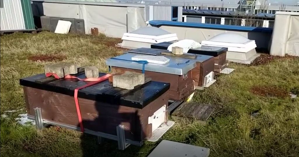 Vier Bienenstöcke auf dem Produktionshallendach der IEM GmbH